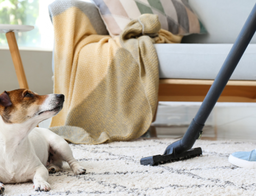 Limpieza en casas con mascotas