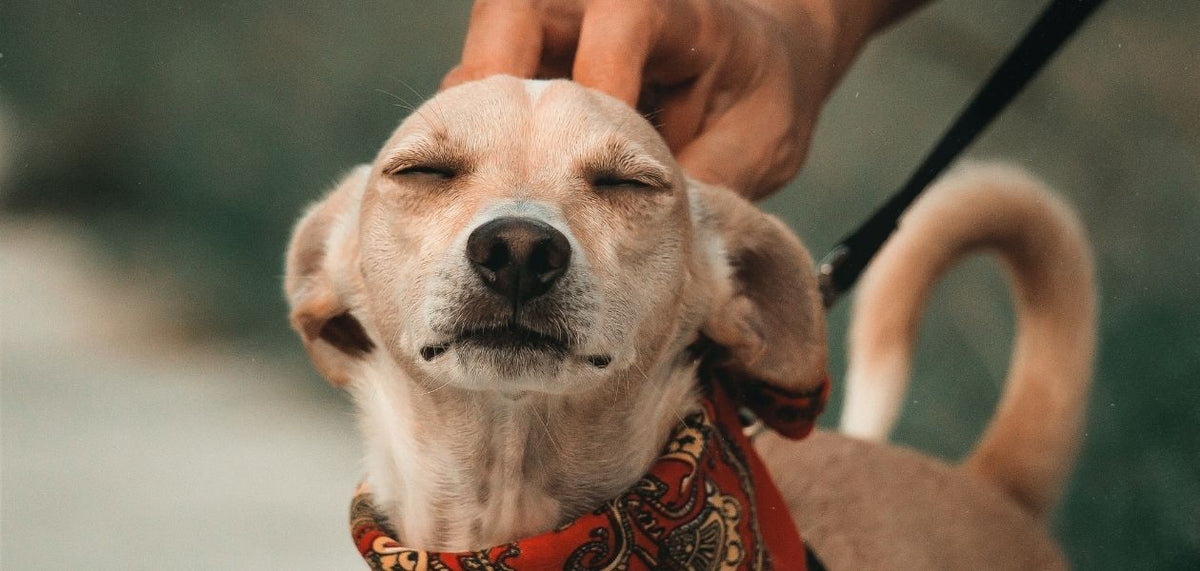Consejos para saber cuidar de las mascotas