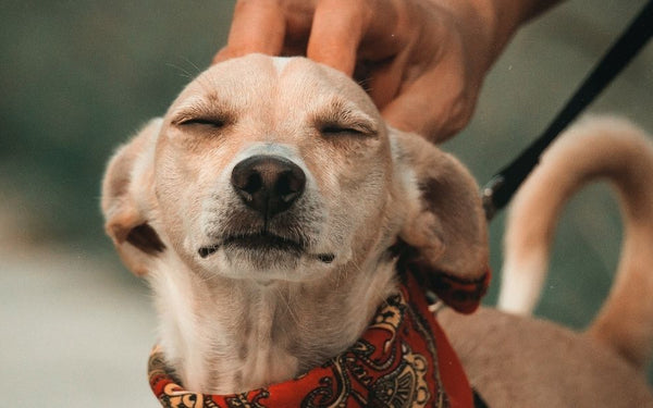 Consejos para saber cuidar de las mascotas