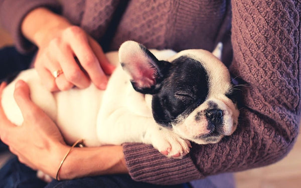 “Mi perro es como un hijo”: Claves para conciliar con tu mascota