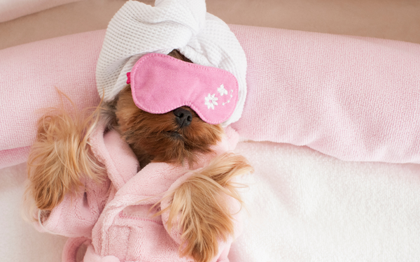 Fidelización en seguros: servicios innovadores para las mascotas de los clientes