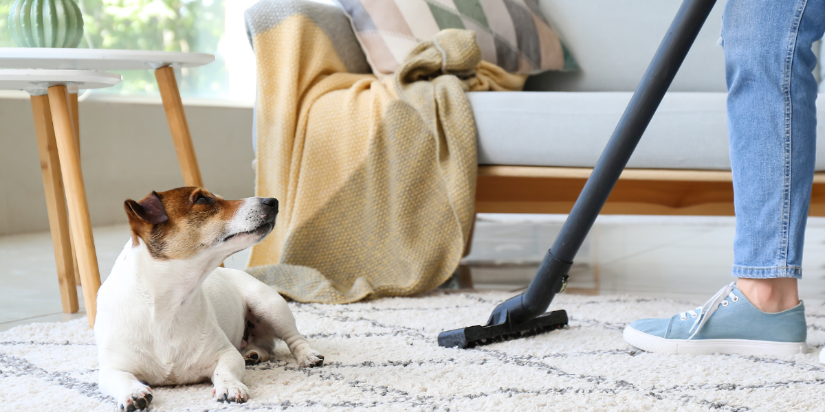 Limpieza en casas con mascotas