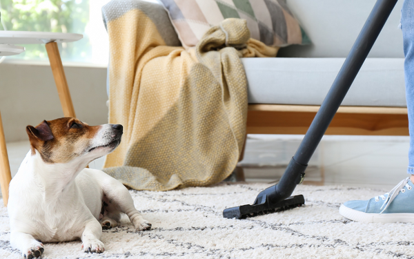 Limpieza en casas con mascotas