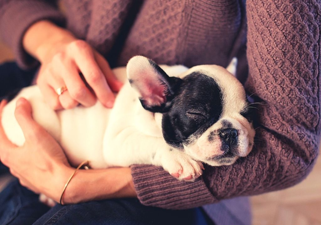“Mi perro es como un hijo”: Claves para conciliar con tu mascota